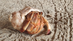 Coenobita compressus