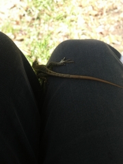 Stenocercus trachycephalus