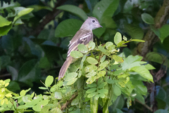 Elaenia