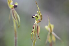 Caladenia amoena