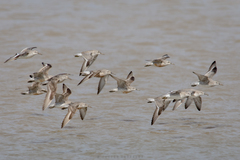 Calidris canutus