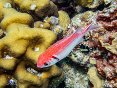 Myripristis jacobus