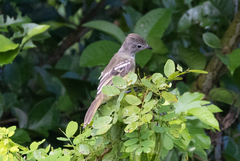 Elaenia