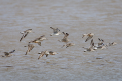 Calidris canutus
