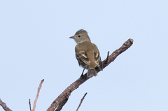 Elaenia