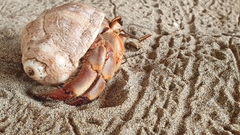 Coenobita compressus