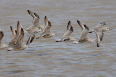Calidris canutus