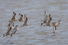 Calidris canutus