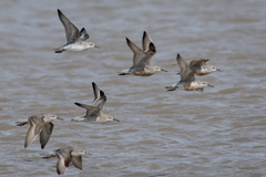 Calidris canutus