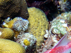 Dichocoenia stokesii