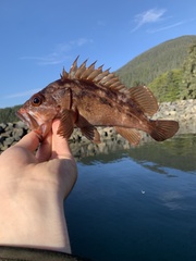 Sebastes auriculatus