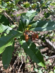 Berberis negeriana