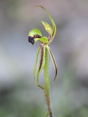 Caladenia amoena