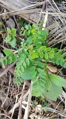 Phyllanthus