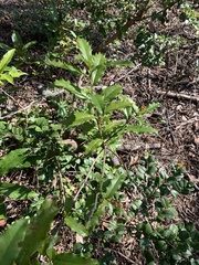Berberis negeriana