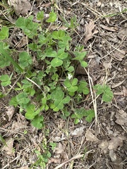 Trifolium subterraneum