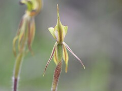 Caladenia amoena