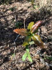 Berberis negeriana