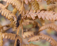 Osmunda claytoniana