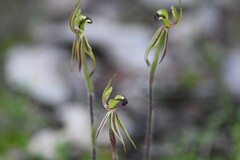 Caladenia amoena