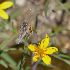 Asterocampa leilia