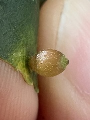 Caryomyia viscidolium