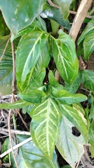 Syngonium