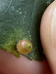 Caryomyia viscidolium