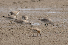 Calidris canutus