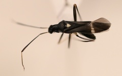 Pseudoxenetus regalis