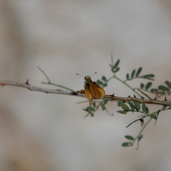 Copaeodes aurantiaca