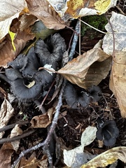 Craterellus venosus