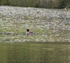Oxyura australis