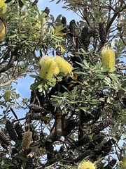 Eudynamys orientalis