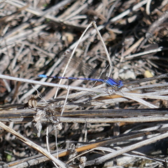 Argia extranea