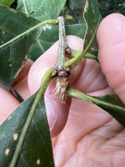 Andricus quercusfrondosus