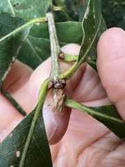 Andricus quercusfrondosus