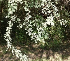 Vachellia farnesiana