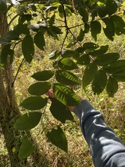 Juglans cinerea