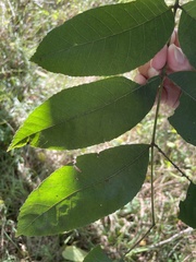 Juglans cinerea