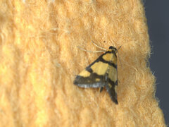Deuterarcha xanthomela