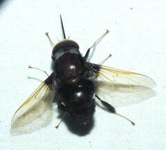 Fidena