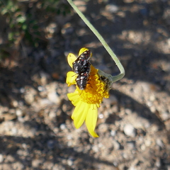 Acmaeodera gibbula