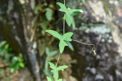 Solena amplexicaulis