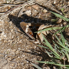 Junonia grisea
