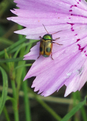 Cryptocephalus laetus