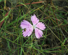 Cryptocephalus laetus