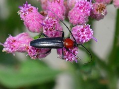 Stenosphenus dolosus