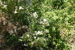 Baccharis halimifolia