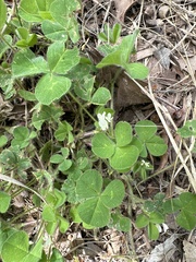 Trifolium subterraneum